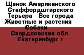 Щенок Американского Стаффордштирского Терьера - Все города Животные и растения » Собаки   . Свердловская обл.,Екатеринбург г.